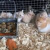 HAMSTER GOLDEN de 2 MESES - Imagen 2