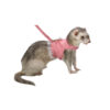 ARNES DE PASEO PARA CONEJOS, CUYES, HURON, OTRAS MASCOTAS , disponibles en talla S y L - Imagen 3