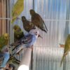 CATITAS AUSTRALIANAS - Imagen 2
